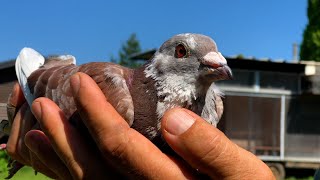 La colombophilie ou l’art d’aimer les pigeons voyageurs [upl. by Hilarius]