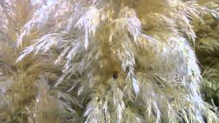 Pampas Grass Polination [upl. by Iegres]