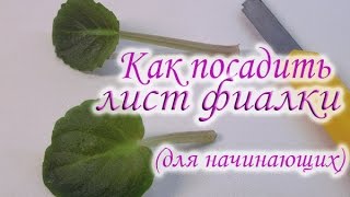 Как посадить лист фиалки Как вырастить фиалку из листа Укоренение листового черенка фиалки [upl. by Zahc]