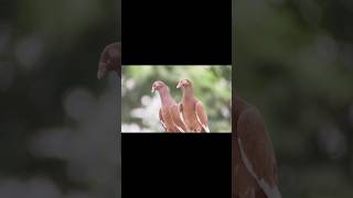 New video  Pigeon Kabootarpigeon birds shortvideo [upl. by Aryahay]