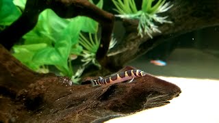 Kuhli Loach in Community Tank [upl. by Luap]