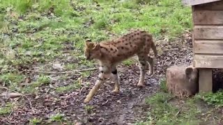 Serval Felis Serval at Hamerton Zoo Park [upl. by Sheets]