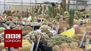 Inside Kew Gardens secretive tropical nursery  BBC London News [upl. by Corel311]