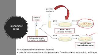 Ames test for the detection of potential mutagen [upl. by Nolava]