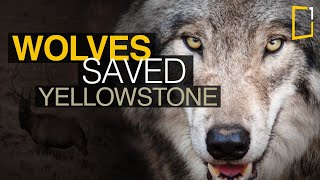 Wolves of Yellowstone Full Documentary Discovery Channel [upl. by Linnette959]