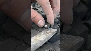 Finding a Gastropod fossil in soft mud fossil beach sea shell forage [upl. by Hgiel]