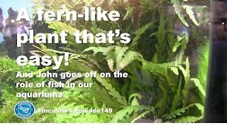 Hygrophila pinnatifida  A fern like plant thats easy to grow Fincasters episode 149 [upl. by Leile915]