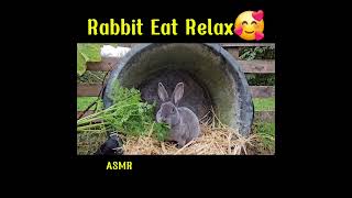 Rabbit Eat Relax  ASMR rabbits rabbiteating MUKBANG rabbitasmr [upl. by Ocram]