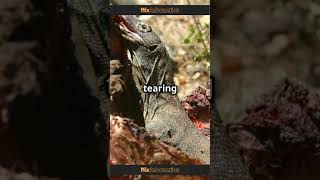 Komodo Dragons Iron Teeth A Dino Connection [upl. by Biddick]