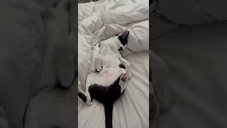 Oriental Shorthair cats know how to relax peterbald cat sphynx [upl. by Kawasaki156]