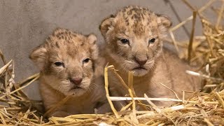 Twee leeuwenwelpen geboren in DierenPark Amersfoort [upl. by Halilak]