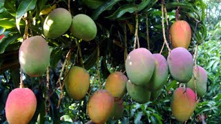 Entretient des arbres fruitiers greffés Ce que tu dois savoir [upl. by Rostand]