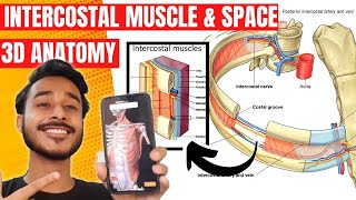 Thoracic Wall Anatomy 3D  Muscle Of Thoracic Wall Anatomy  Intercostal Muscles Anatomy [upl. by Dinerman161]