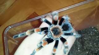 My angry Bsmithi hates me [upl. by Nyad]