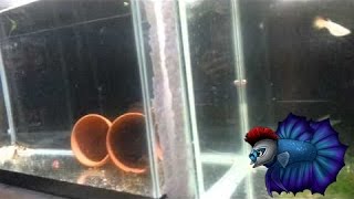 March Fish Room Update Now To Guppies [upl. by Anolahs]