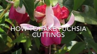 How to Propagate Fuchsias How to Take Fuchsia Cuttings Fuchsia Propagation Plant Propagation [upl. by Finah]