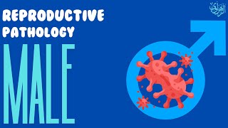 Reproductive System Pathology Male [upl. by Doreen]