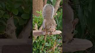 Squirrel quotLock Jawquot Nice amp Ready for Pecans [upl. by Albertson]