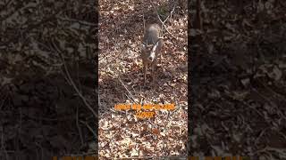 Big buck runs towards bow hunter after shot hunting deerhunting bigbucks bowhunting hunting [upl. by Lenci189]