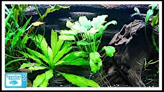 Beginners Guide to Aquatic Plants How to Keep Plants in Your Fish Tank [upl. by Leahcimal]