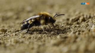 Wildbienen anlocken im Garten [upl. by Eseekram106]