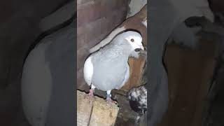 jamal kudo animal pigeon song  Kabootar bazi ka shoq pigeonkabootarkabootarbazikabootarlovers [upl. by Annaet]