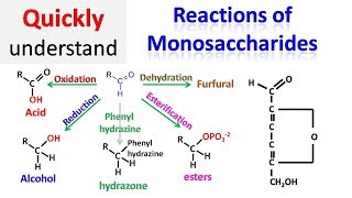 Reactions of monosaccharides [upl. by Winton]