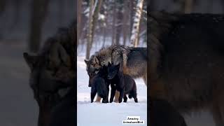 Heartwarming Moment Snow Black Wolf Smooches Two Adorable Baby Wolves  Rare Wolf Bonding Video [upl. by Arobed]