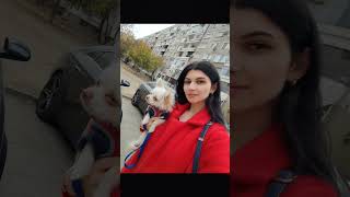 ВЛОГ с ЧИХУАХУА ❤️ chihua чихуахуа влог vlogger plovdiv prince marinaandfriends pets [upl. by Esej]