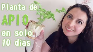 Cómo tener una planta de APIO en casa a partir de otra planta y sin semilla [upl. by Haiel]