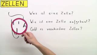 ZELLEN  DIE GRUNDBAUSTEINE VON PFLANZE MENSCH UND TIER  Biologie  Biologie der Zellen [upl. by Brocky]