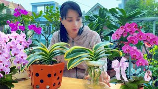 Replant Phalaenopsis orchids using 2 methods  gardening tips  Relax your soul [upl. by Larrej199]