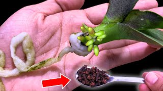 Magical tips to help dying orchids quickly take root and revive [upl. by Johnathan184]