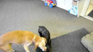 Boykin Spaniel showing Vizsla who is boss [upl. by Elurd]