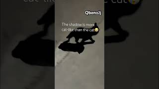 The shadow is more catlike than the cat😭 everyone better blow this up and sub viralvideos shorts [upl. by Ynoyrb]