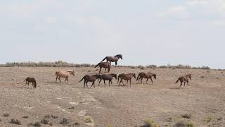 Band on the Move  September 2020  Sand Wash Basin [upl. by Haridan]