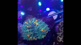 RHODACTIS BOUNCE MUSHROOM CORAL [upl. by Eugenius]