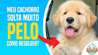 REVELEI o método para o seu CACHORRO parar de soltar pelo [upl. by Leirvag]