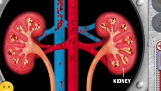 Urogenital system animation videos  Anatomy Visual1  Learny Land [upl. by Akinahs]