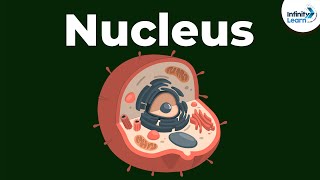 Nucleus  Cell  Infinity Learn [upl. by Edyaj]