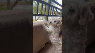 Maltipoo security￼ 247 🤣🐶❤️ trending dog doglover dogmom dogshorts puppy cute funny [upl. by Bridges]