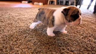 English Bulldog puppies learning to walk for the first time [upl. by Henn]