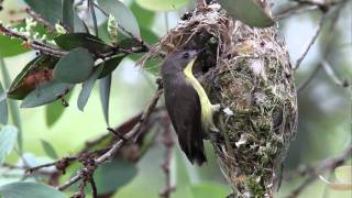 GoldenBellied Gerygone feeding Cuckoo ChickMOV [upl. by Maloy]