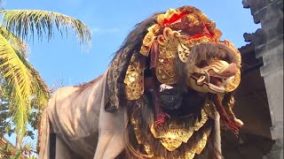 Barong Bangkung Gading [upl. by Airdnekal798]