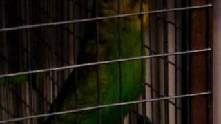 parrot singing amp dancing smooth criminal [upl. by Attenaz]