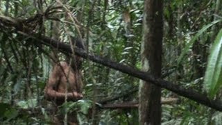 Imagens inéditas de tribo isolada na Amazônia [upl. by Orazio]