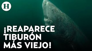 Reaparece en Belice el animal más viejo del mundo científicos calculan que su edad es de 500 años [upl. by Lelia]