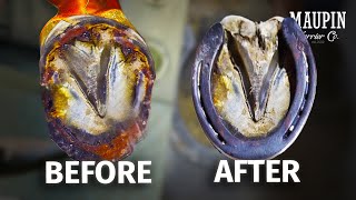 Restoring a Horse Hoof in 4K  ASMR  SATISFYING [upl. by Ardet463]