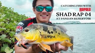 How To Use The Rapala Shad Rap 04 At Pandan Reservoir [upl. by Navaj]