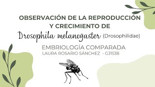 Drosophila melanogaster y su desarrollo  Embriología Comparada [upl. by Acissehc]